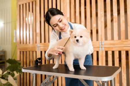 dog grooming service